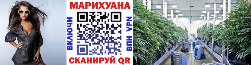 Конопля сатива  Купить  Нефтекумск 